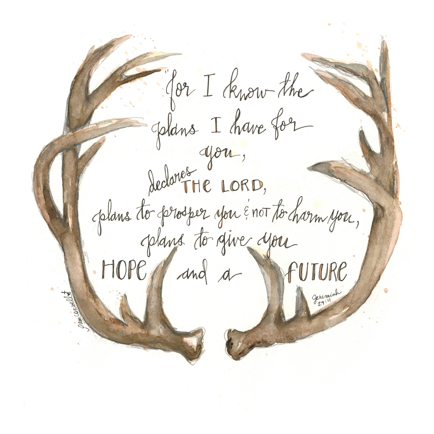 Deer - Antlers